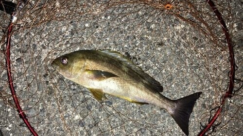 [対象魚が小～中型の場合] イメージ