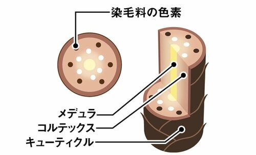 ヘアカラーはすぐ染まるが頭皮への負担がある メンズ白髪染めおすすめ イメージ