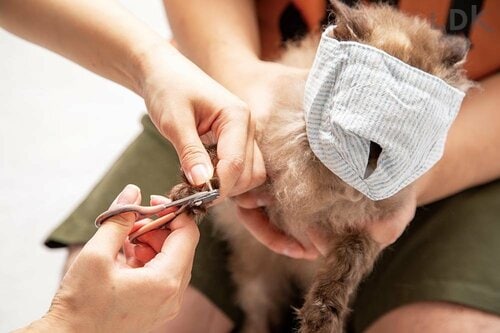 スムーズにツメ切りができるマジックアイテム！ 猫用爪切り補助具おすすめ イメージ