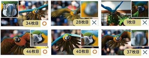 検証結果1:鳥 イメージ