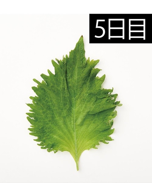 やや変色あり キッチン用ポリ袋おすすめ イメージ
