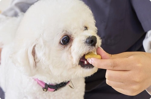 サイズがちょうど良く犬に与えやすい 犬用おやつおすすめ イメージ