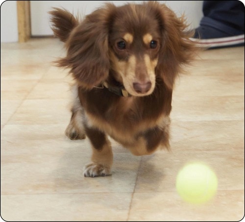 タイプ2：投げるおもちゃ 犬用おもちゃおすすめ イメージ