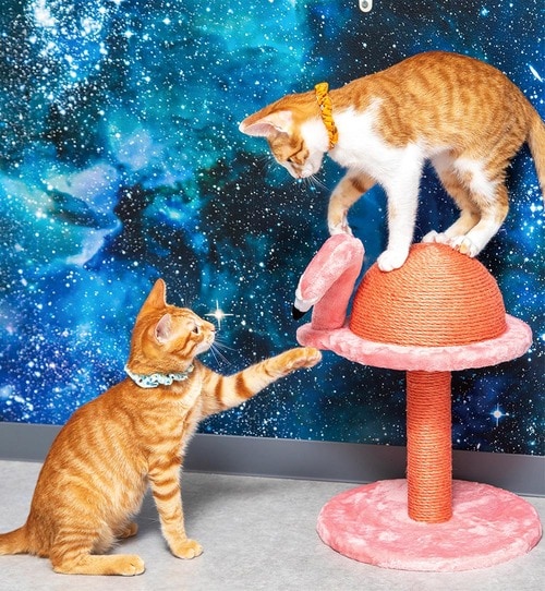 揺れ動く顔にパンチをして遊ぶネコも 猫用爪とぎおすすめ イメージ
