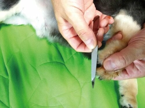 ③切れ味抜群で素早く切れる「ペット用つめ切り」