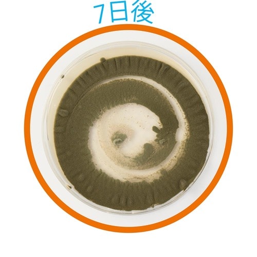 7日後 防カビ剤おすすめ イメージ