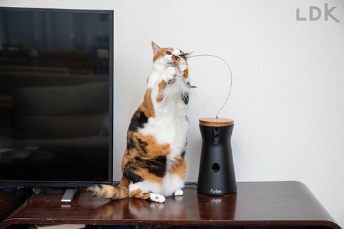 ネックポイントも ペットカメラおすすめ イメージ
