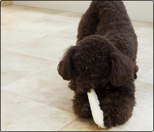“噛んでむしる”ことが多く寿命が短い印象 犬用おもちゃおすすめ イメージ