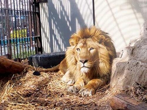 入場料無料の都市型動物園「野毛山動物園」