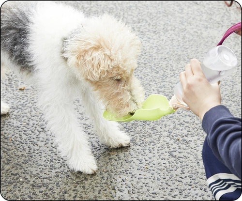 選び方3：水の飲みやすさ 犬用給水ボトルおすすめ イメージ
