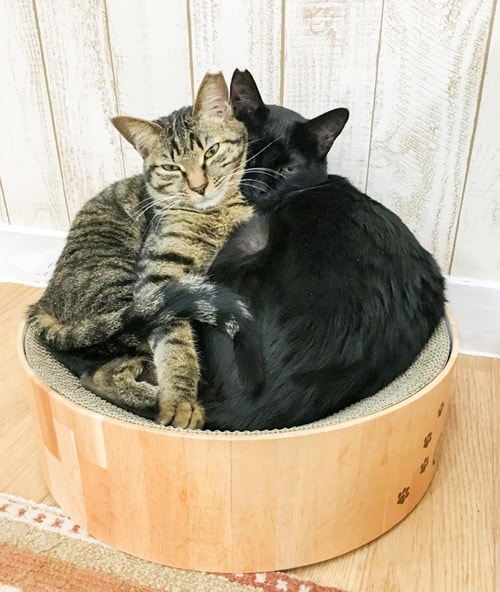 ソファ・ベッド・ハウス型 猫用爪とぎおすすめ イメージ