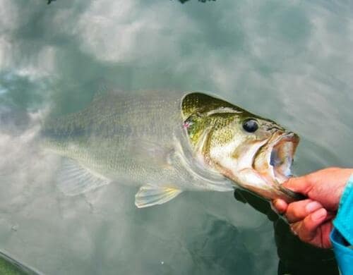 フローティングタイプでどんな魚が狙えるの? ミノーおすすめ イメージ