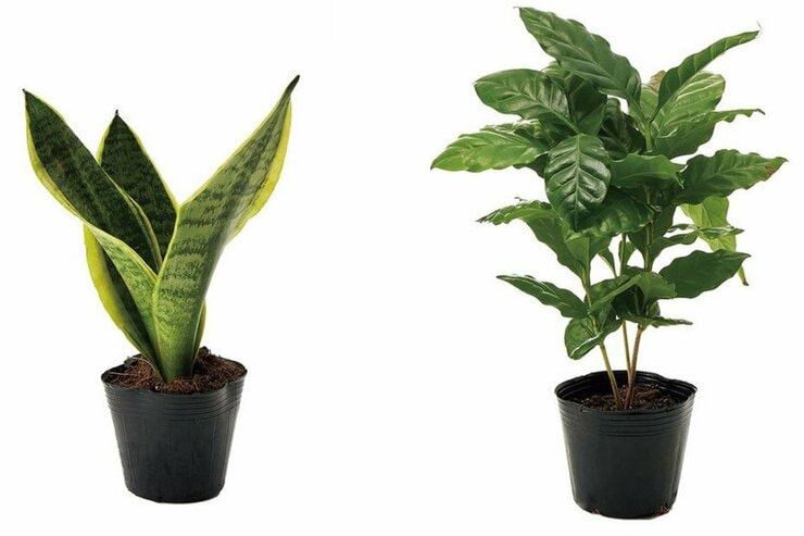 これで330円!? プロおすすめのStandards Productsの観葉植物とオシャレな収納ボックスのイメージ