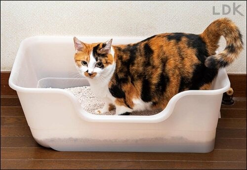 今回検証したなかでは最小 大型の猫トイレおすすめ イメージ