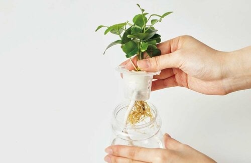 1:植物をキットから外す