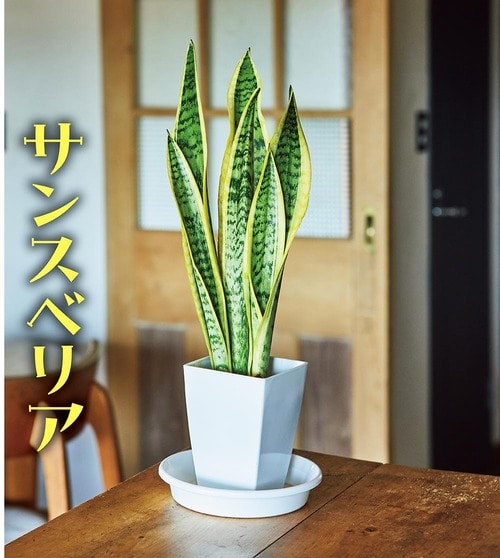 ノーメンテでも枯れにくいサンスベリア 観葉植物おすすめ イメージ