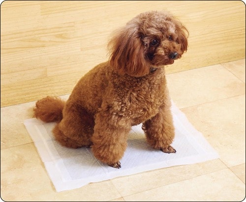 犬用ペットシーツとは? 使うメリット 犬用ペットシーツおすすめ イメージ