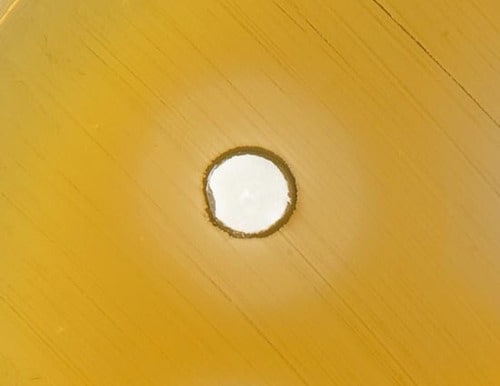 【テスト方法】食中毒菌とスポンジ 洗剤を垂らして除菌力をチェック イメージ2