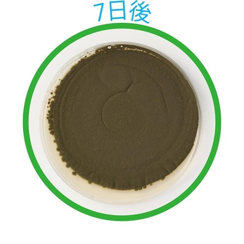 7日後 防カビ剤おすすめ イメージ