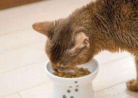 ネコ用食器おすすめ4選｜ストレスなく食べられて健康寿命を伸ばすのは？