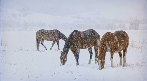 TVS REGZA「Z875Rシリーズ」 miniLEDテレビおすすめ イメージ
