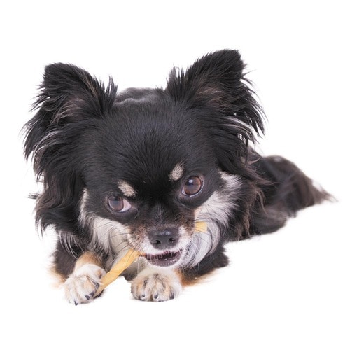 選び方2:できるだけ低カロリーなものがベター 犬用おやつおすすめ イメージ