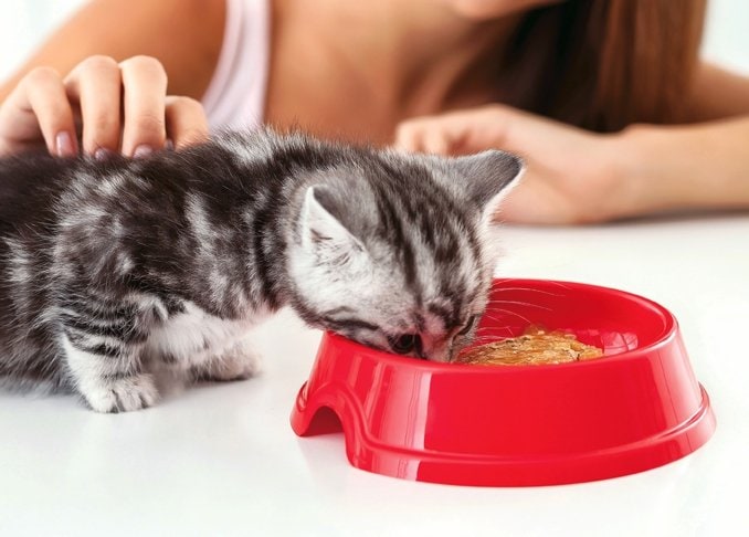 意外とやりがち…ネコの食事で知っておくべき7つのNG