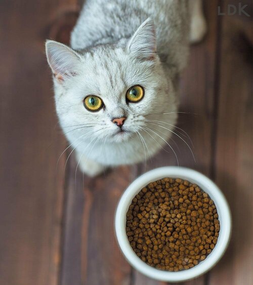 普段から多めにストックしておく 猫の防災グッズおすすめ イメージ