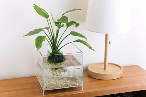 お魚と水草を目の前で楽しめる イメージ