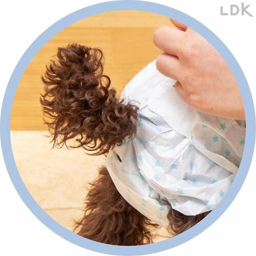 4：穴 犬用おむつおすすめ イメージ