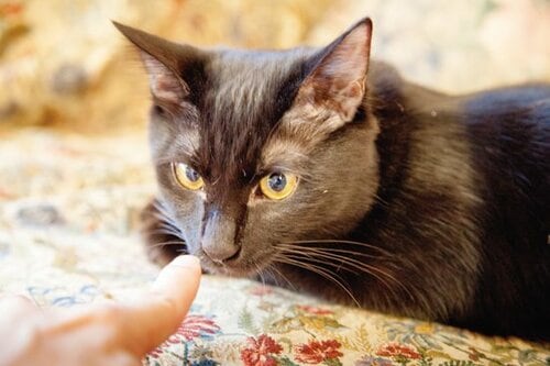 【Q2】ネコに近づくと逃げられてしまう！ イメージ