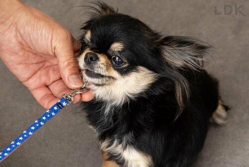 小型犬に適したサイズ&重さ 犬用リードおすすめ イメージ