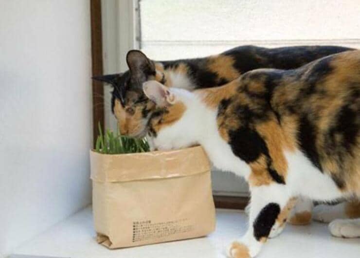 アイデア次第で優秀猫グッズに！ 無印のおすすめ3選 | 猫のプロが検証