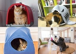 【ネコグッズ】全然喜んでくれない…ムダ使いしないための10のコト