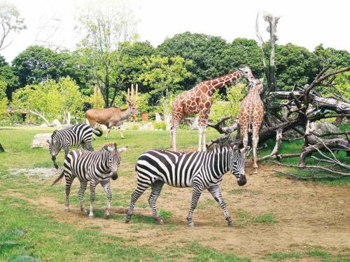 【神奈川県編】何度も行きたくなる動物園ベストランキング3選
