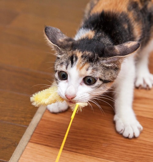 ▼テスト結果 猫用おもちゃおすすめ イメージ