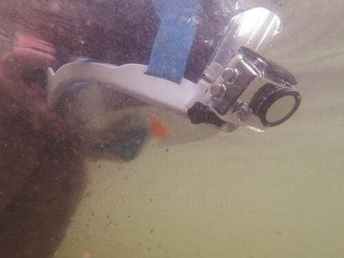 ポイント：水中写真を楽しもう！ イメージ