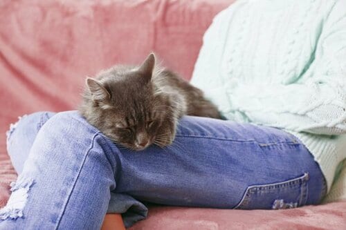 【Q4】ネコカフェや友人宅のネコにモテるにはどうしたらいい？ イメージ