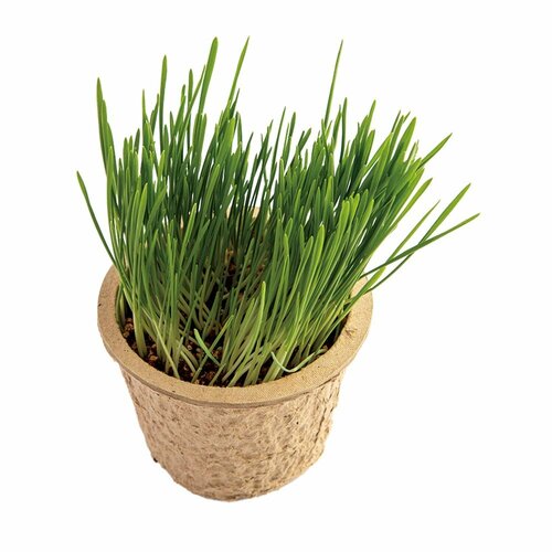 猫草おすすめ エイムクリエイツ グリーンラボ 犬と猫が好きな草栽培セット イメージ2