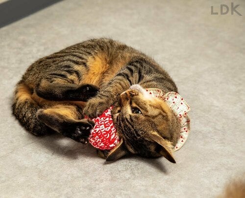 多くのネコが夢中で遊んだ 猫用おもちゃおすすめ イメージ