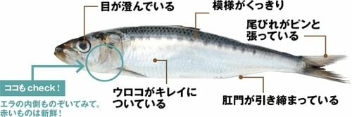 【丸物】目や尾びれでも新鮮さは分かります イメージ