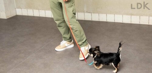 軽くて操作しやすい 犬用リードおすすめ イメージ