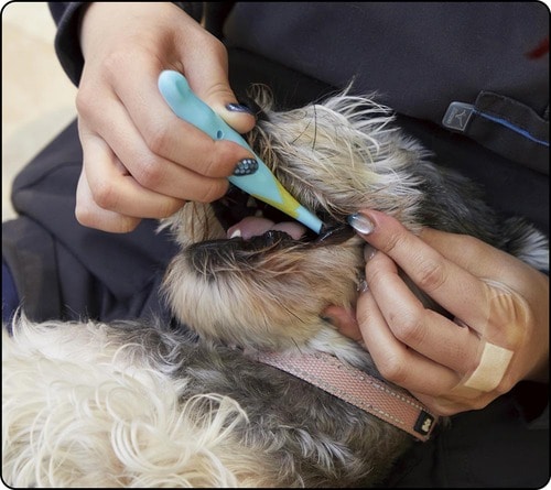 口の奥にもスムーズに入れられる 犬用歯ブラシおすすめ イメージ
