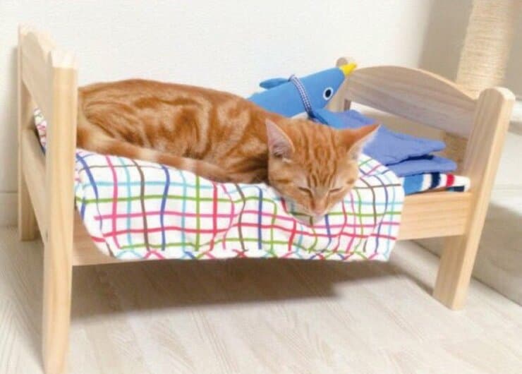 ネコにモテるジーンズって知ってる？[おすすめネコグッズ8選]