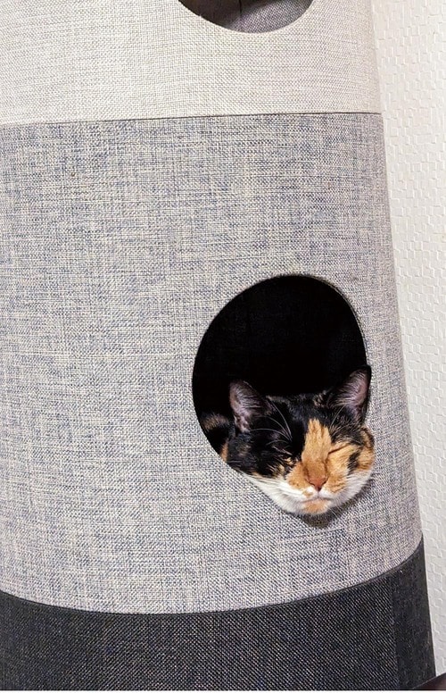 フチにアゴ乗せして寝ることも キャットタワーおすすめ イメージ