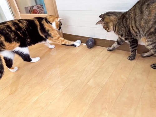 フワフワのボールがネコを夢中にさせる 猫用おもちゃおすすめ イメージ