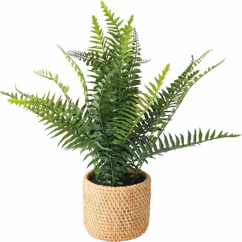 LDKベストバイ収納アイテム・インテリア雑貨おすすめ ニトリ フェイクグリーン(シダセメントバスケット YC L) イメージ1