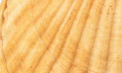 ホワイトニング前 ホワイトニングジェルおすすめ イメージ