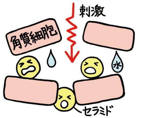 敏感肌ってどんな状態?