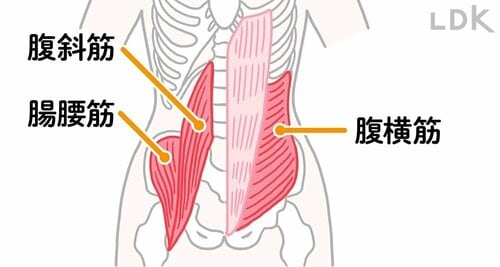 これで解決:お腹のインナーマッスルを鍛えて下がった内臓を正しい位置に戻す! ズボラストレッチおすすめ イメージ